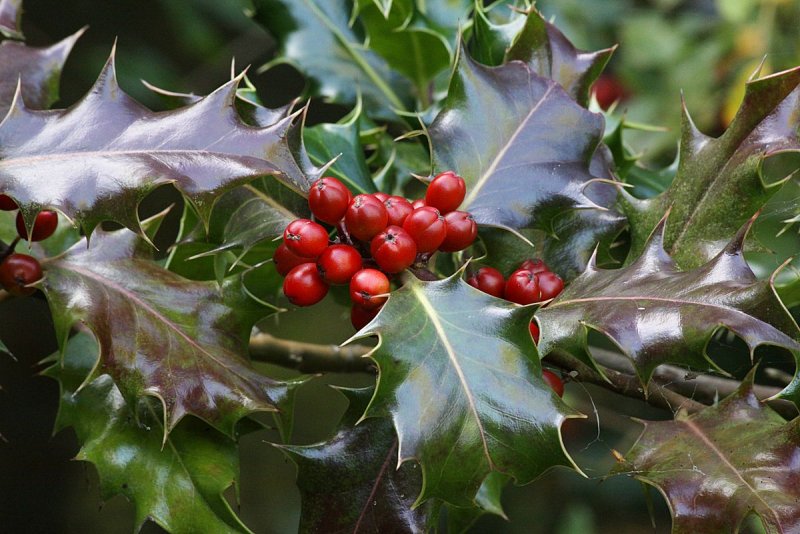 Ilex aquifolium English Holly