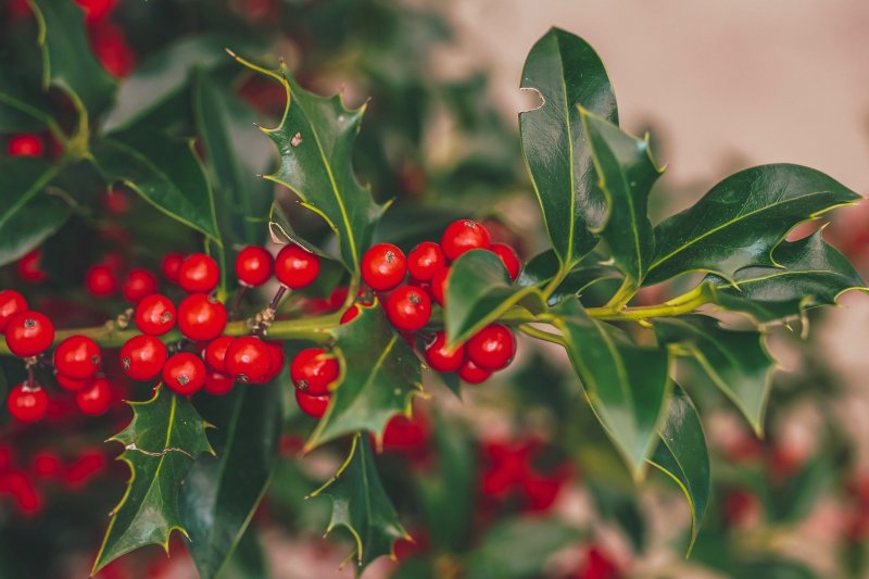 Holly Fruit