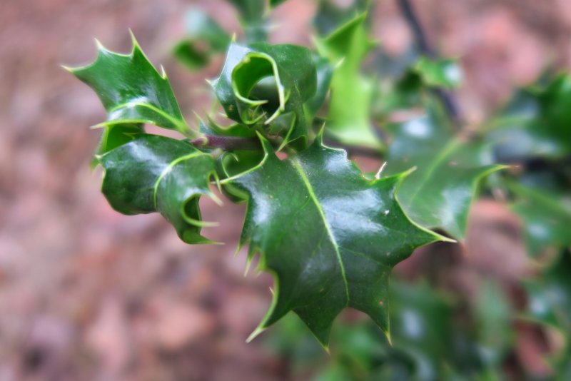 Ilex aquifolium Alaska