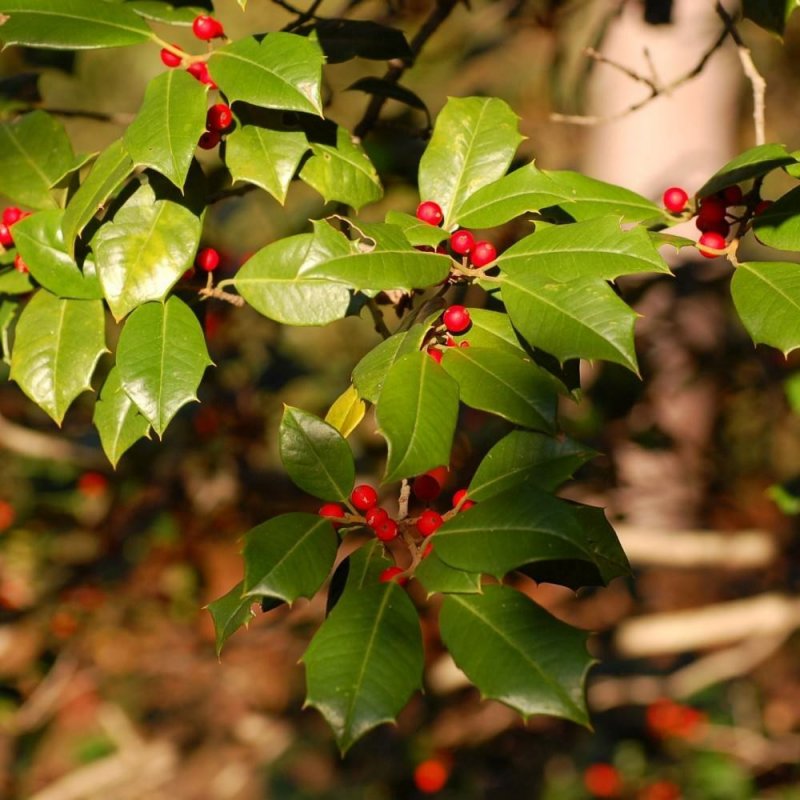 Падуб обыкновенный (Ilex aquifolium);