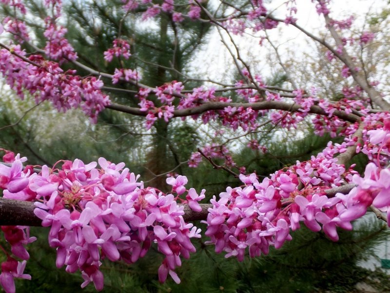 Церцис канадский Cercis canadensis
