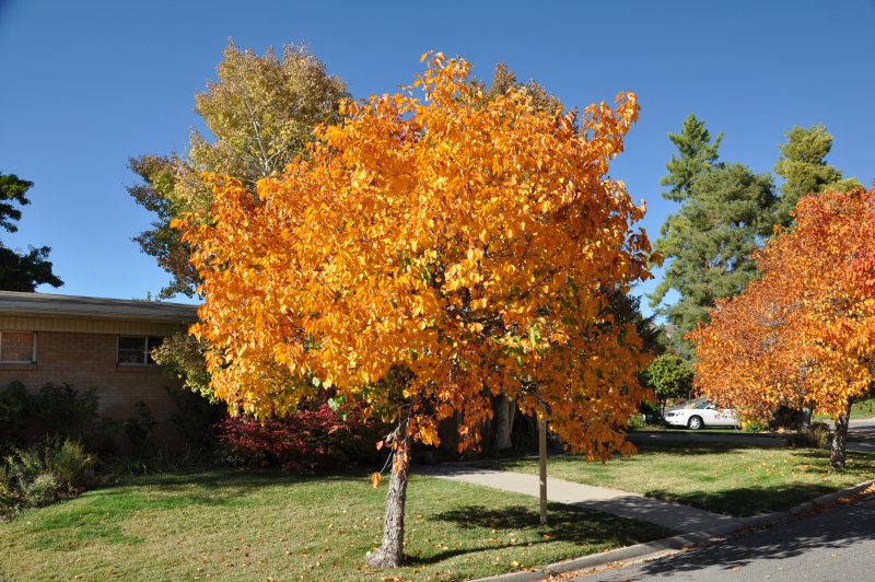 Церцис канадский Eastern Redbud