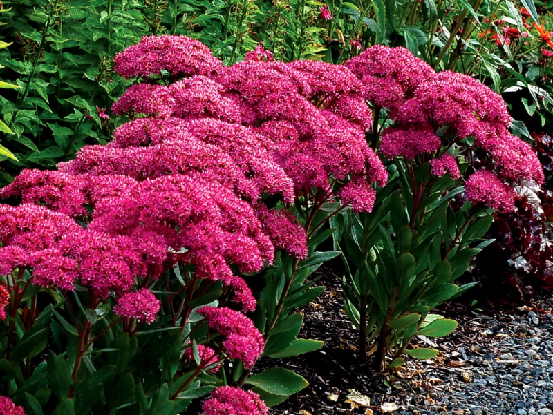 Очиток Видный (Sedum spectabile `Carmen`)