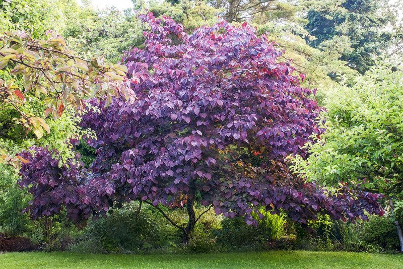 Багрянник японский Cercidiphyllum japonicum