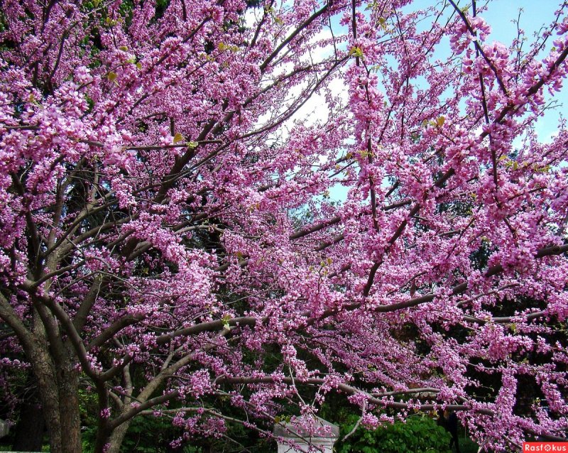 Церцис канадский Cercis canadensis