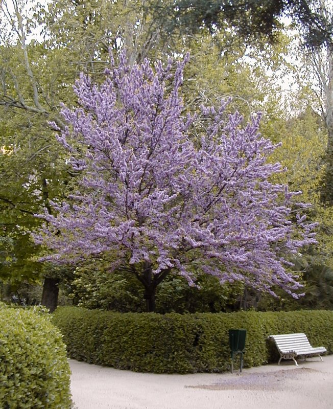 Cercidiphyllum japonicum
