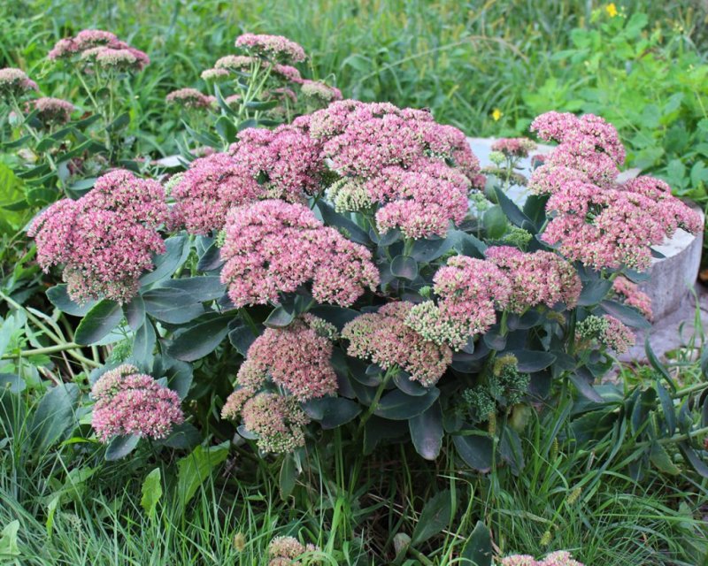 Очиток Видный (Sedum spectabile)