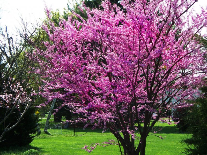 Cercis Западный