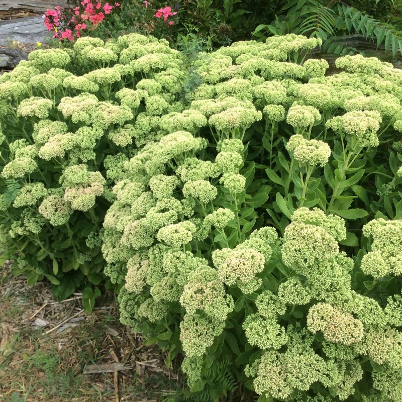 Очиток Видный (Sedum spectabile)