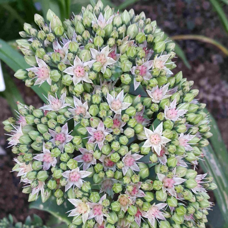 Очиток Видный (Sedum spectabile `Brilliant`)