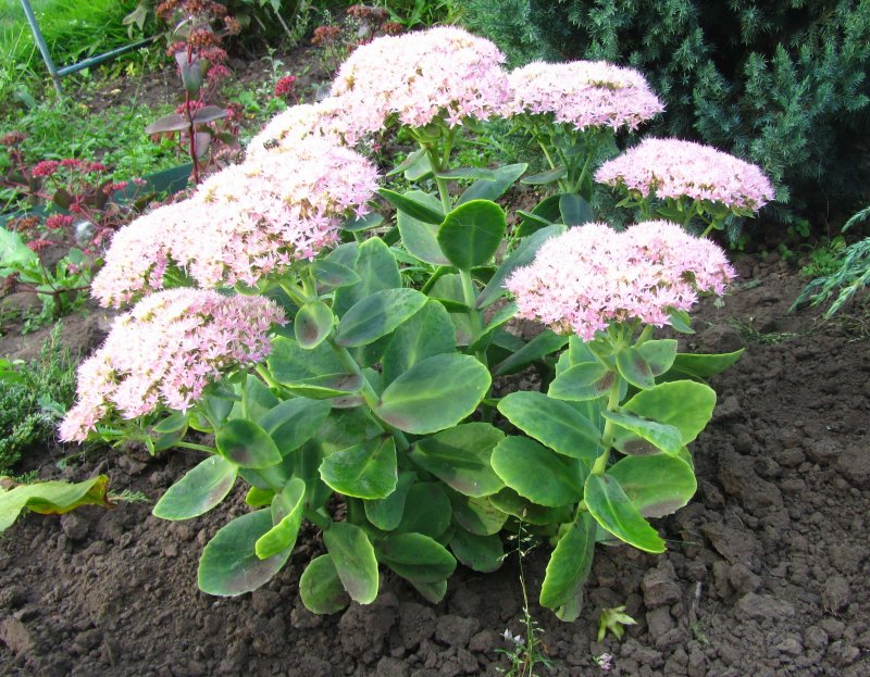 Очиток Видный (Sedum spectabile `Brilliant`)