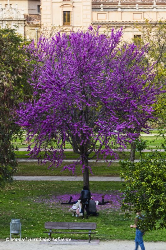 Церцис обыкновенный - Cercis siliquastrum