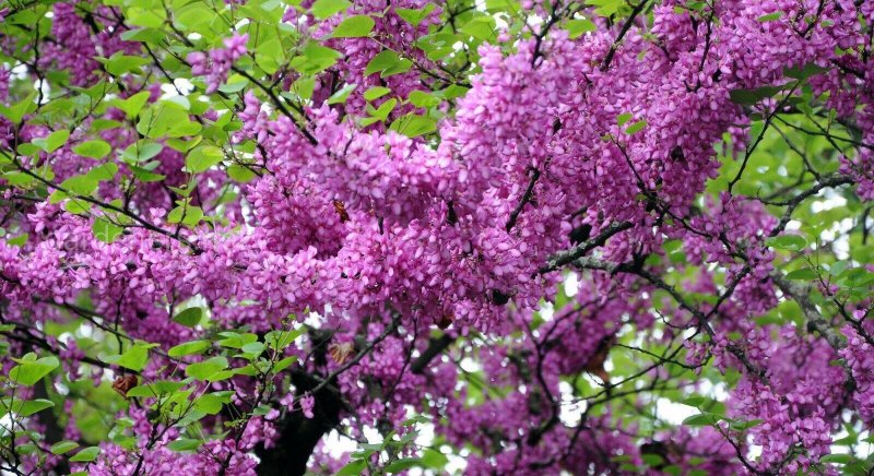 Церцис обыкновенный - Cercis siliquastrum