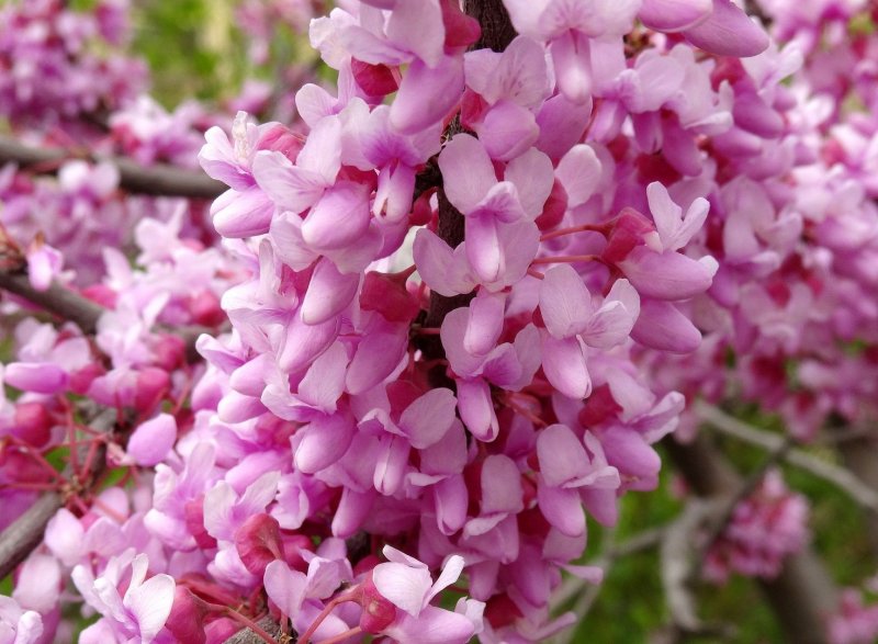 Церцис канадский Eastern Redbud