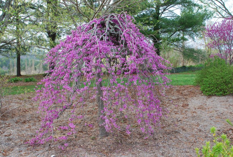Cercis canadensis листья