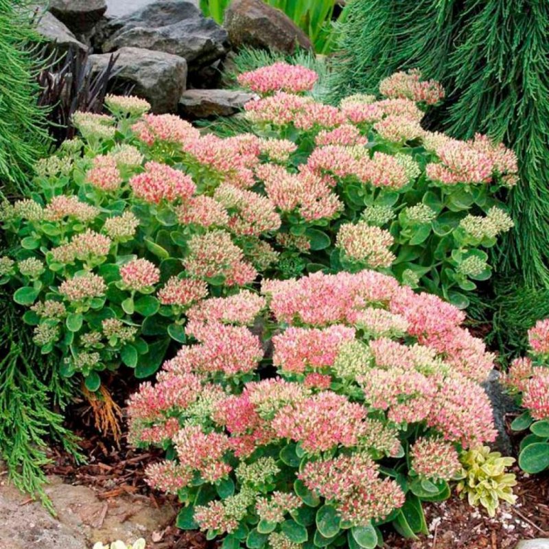 Очиток Видный (Sedum spectabile `Carmen`)