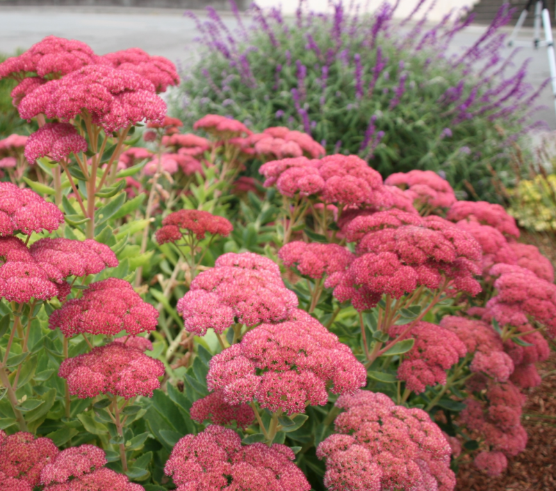 Очиток Видный (Sedum spectabile `Brilliant`)