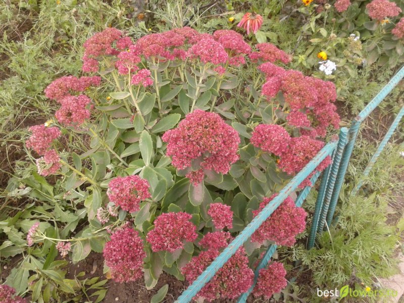 Очиток Видный 'Herbstfreude'