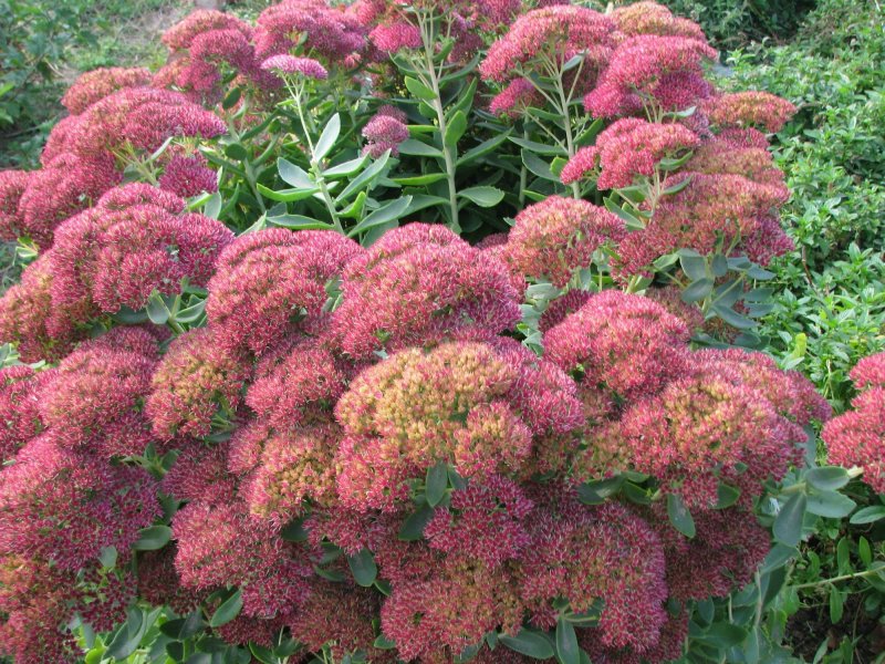 Очиток Видный (Sedum spectabile `Carmen`)