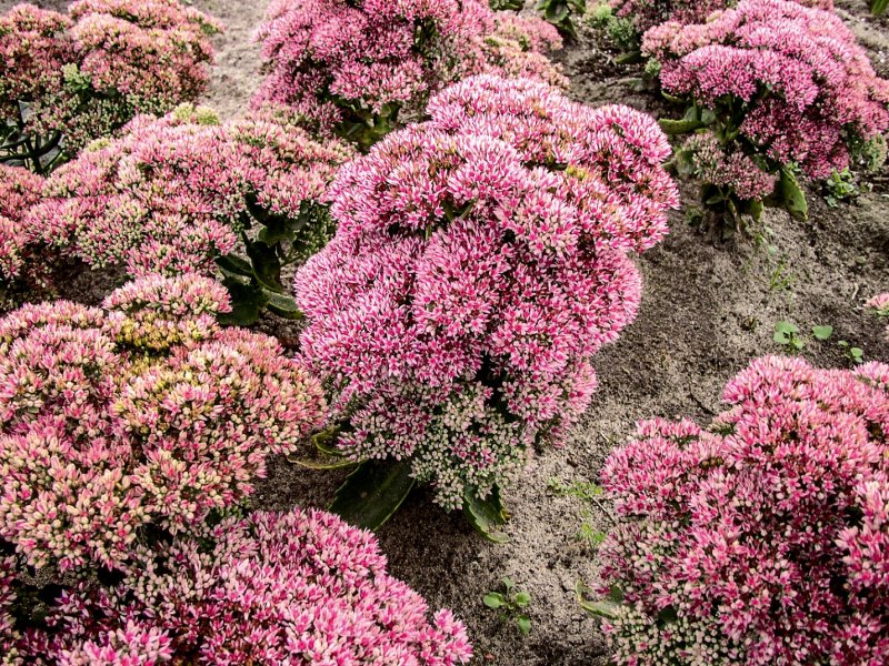 Очиток Видный (Sedum spectabile `Brilliant`)