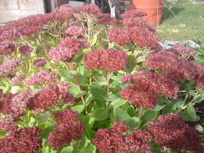 Очиток Видный (Sedum spectabile)