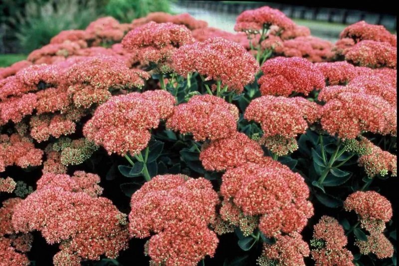 Седум Видный 'Herbstfreude'