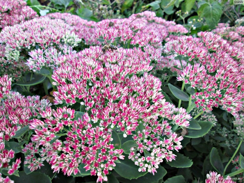 Очиток Видный (Sedum spectabile)