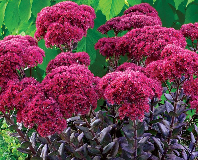 Очиток Видный (Sedum spectabile `Carmen`)