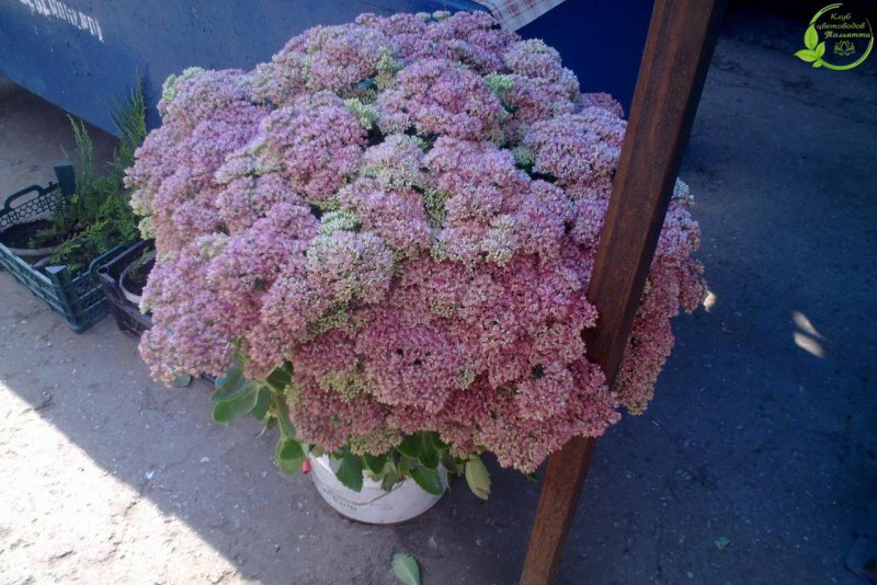 Седум telephium Thunderhead