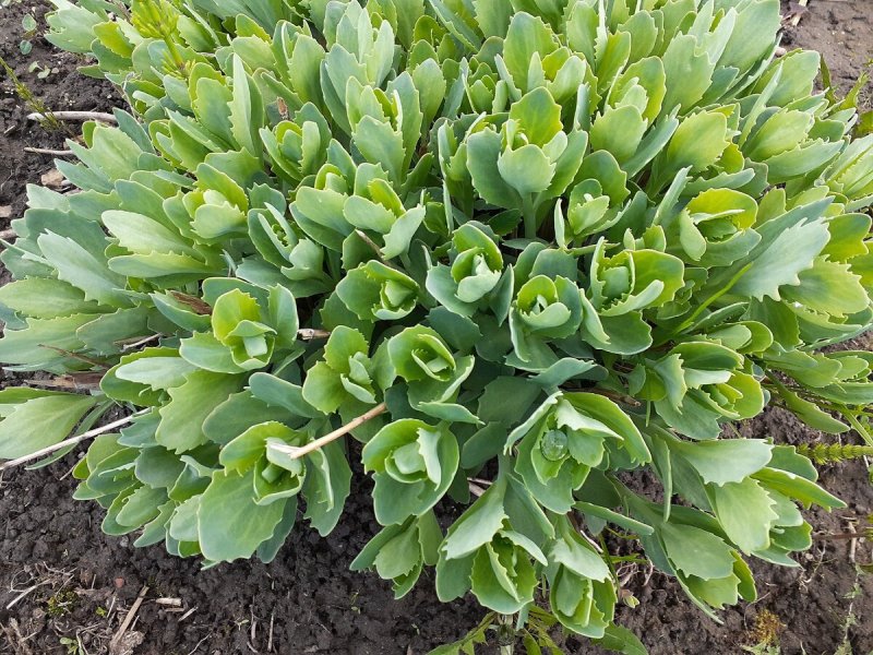 Седум Stonecrop