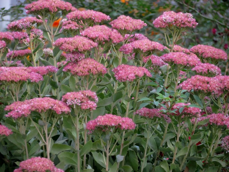 Очиток Видный (Sedum spectabile)