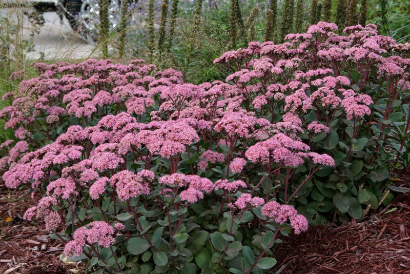 Очиток Видный (Sedum spectabile)