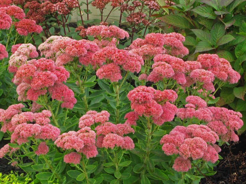 Sedum telephium Herbstfreude