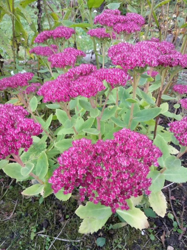Очиток Видный (Sedum spectabile `Brilliant`)
