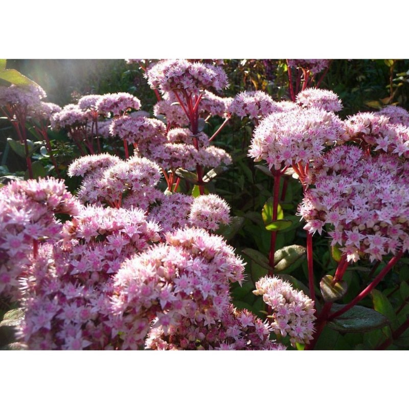 Очиток Видный (Sedum spectabile `Carmen`)