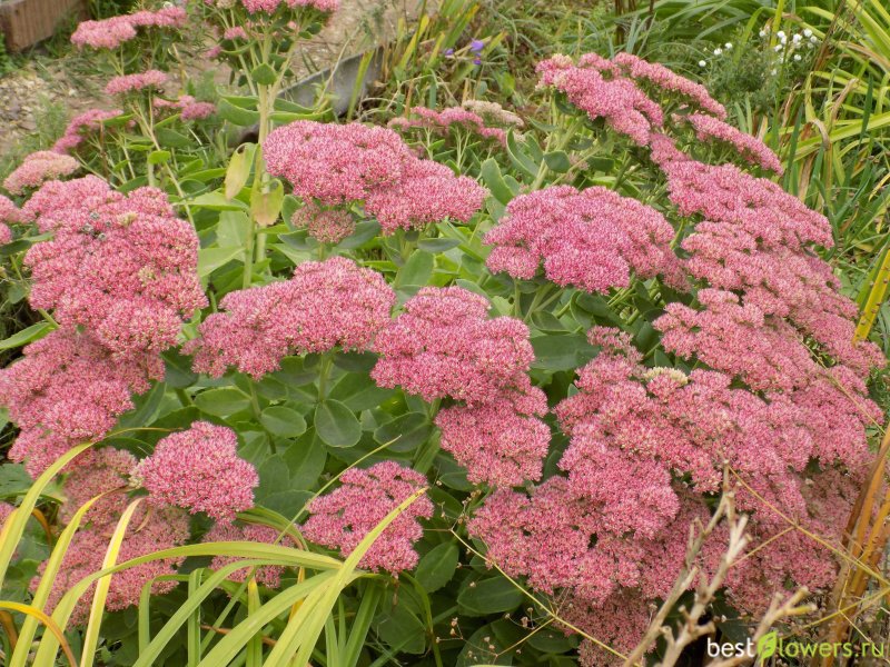 Очиток гибридный (Sedum hybridum)