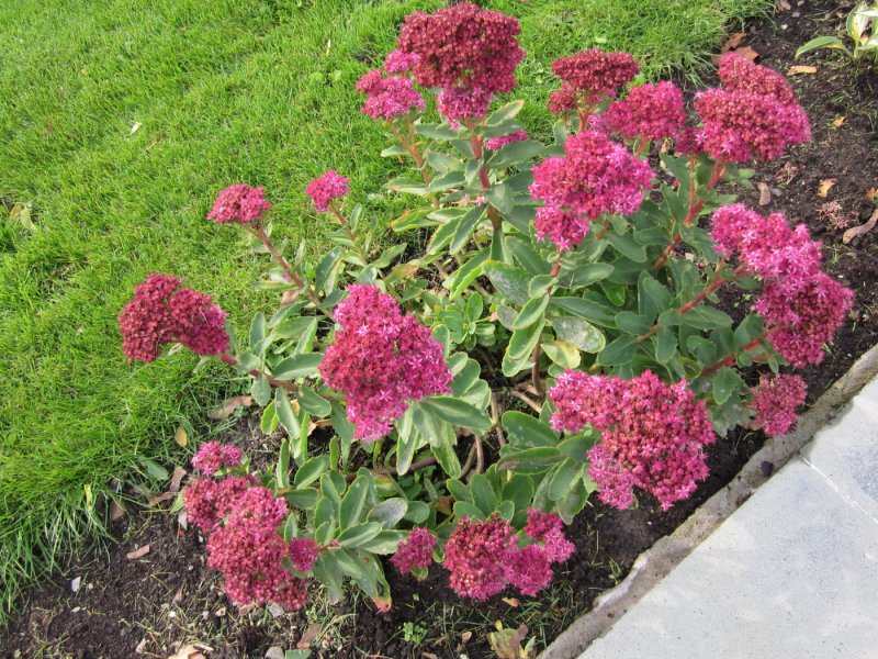 Очиток Видный (Sedum spectabile `Brilliant`)