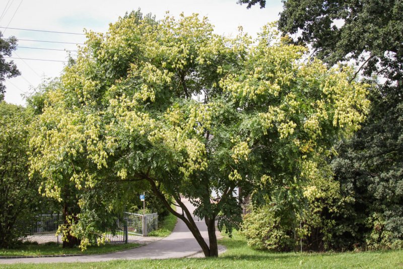 Koelreuteria paniculata