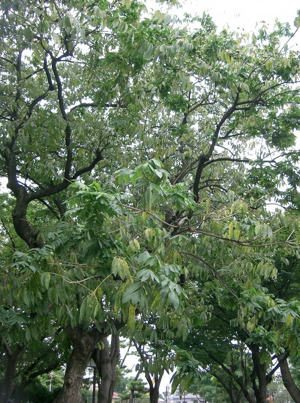 Sapindus Mukorossi