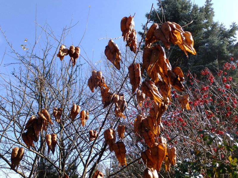 Sapindus Saponaria