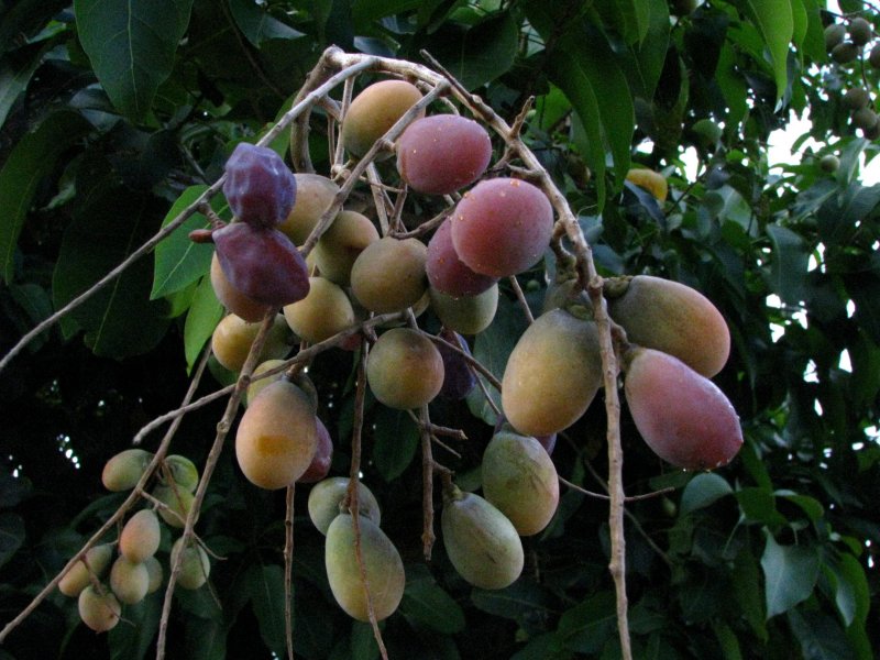Sapindus Trifoliatus