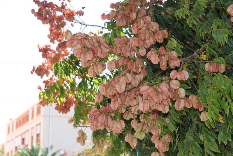 Sapindus Saponaria