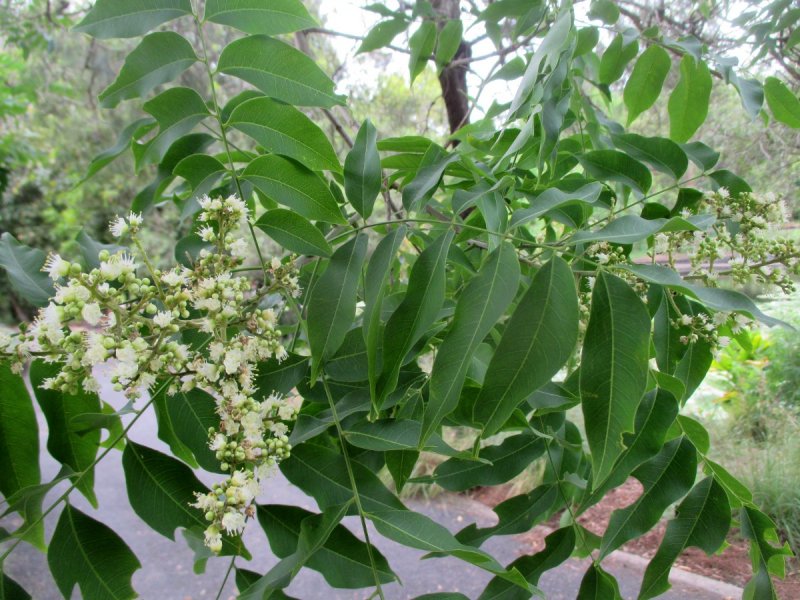 Koelreuteria paniculata