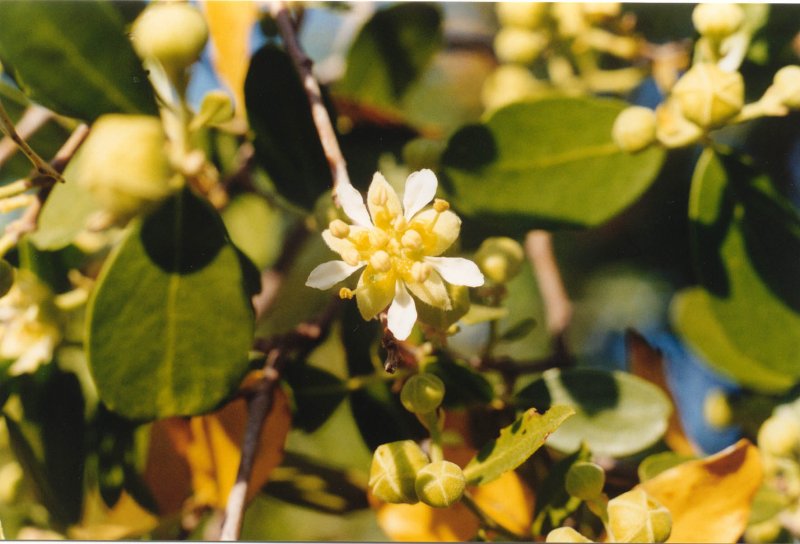 Sapindus Mukorossi