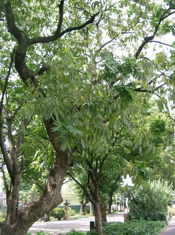 Сапиндуса (мыльного дерева),
