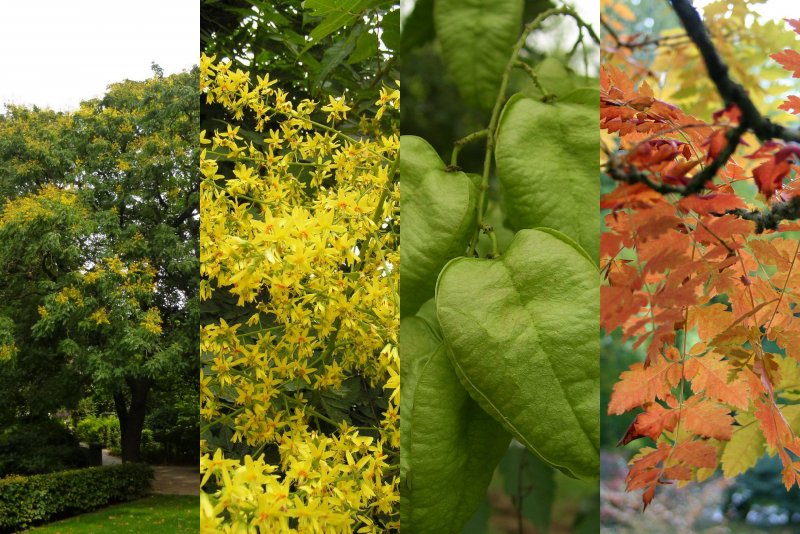 Koelreuteria paniculata мыльное дерево