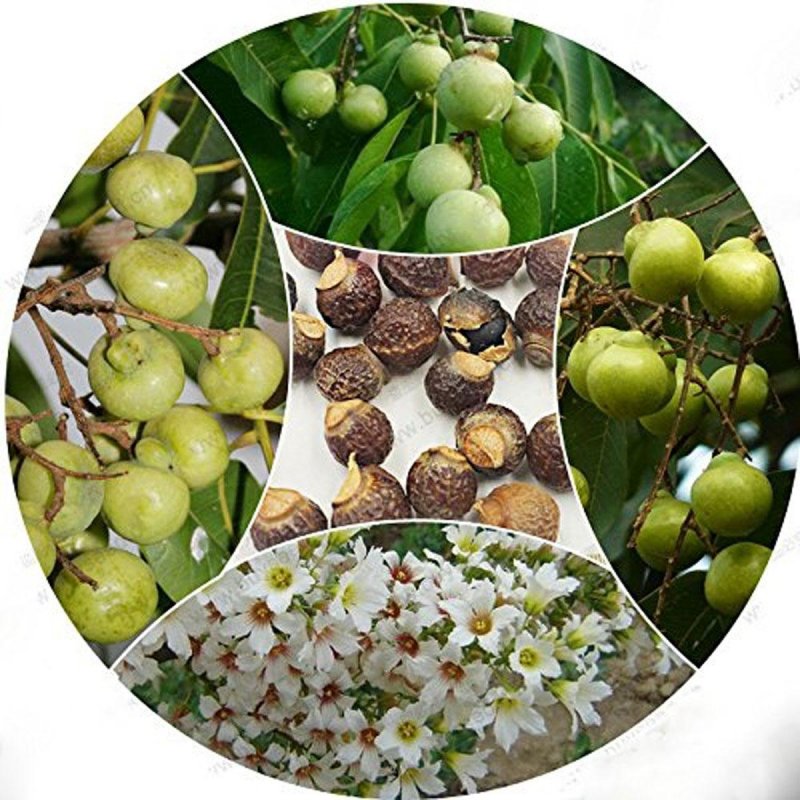 Кёльрейтерия. Koelreuteria.Израиль