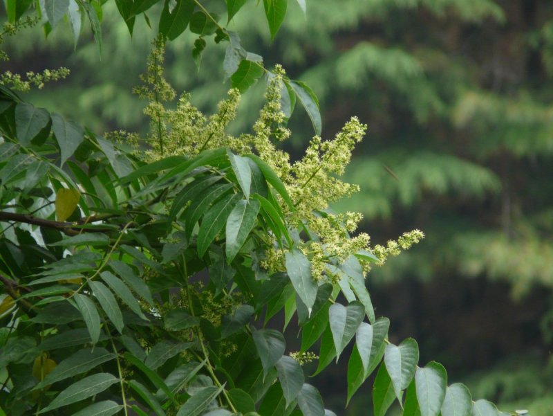 Sapindus Mukorossi