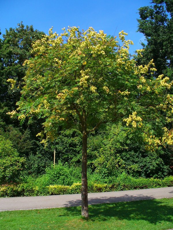 Koelreuteria paniculata мыльное дерево