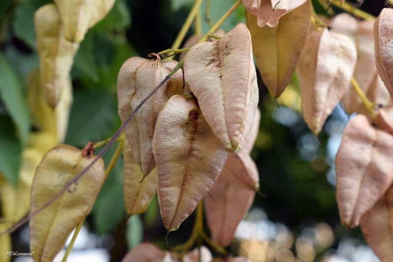 Sapindus Mukorossi